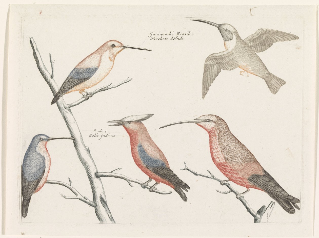 Cinq types différents de colibris - Anonymous