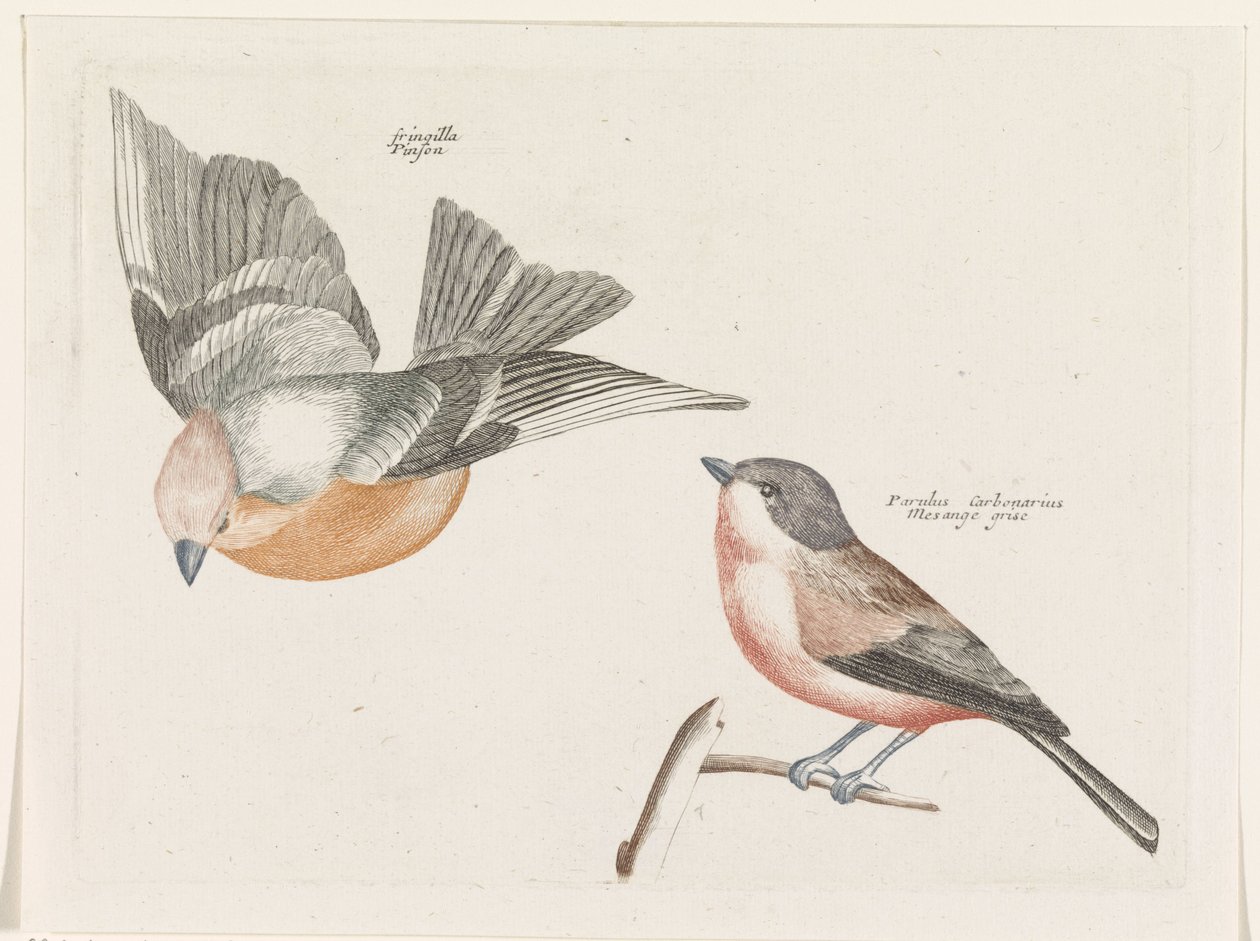 Pinson et mésange à flancs gris - Anonymous