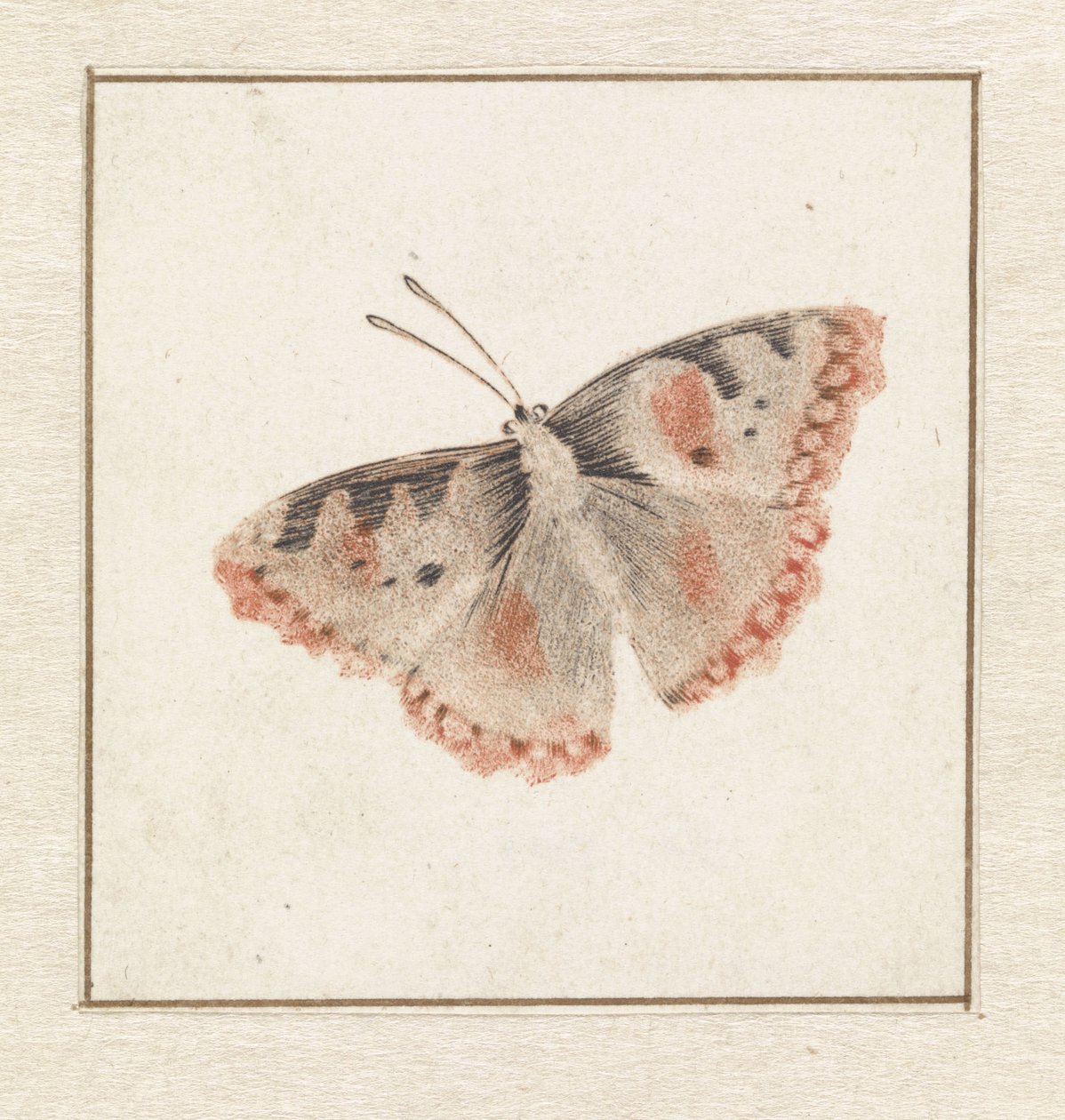 Papillon - Anonymous