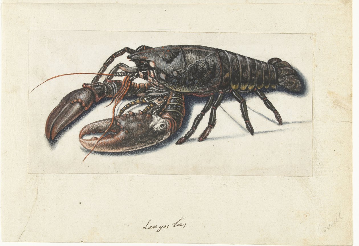 Homard (Lombard album) - Anonymous