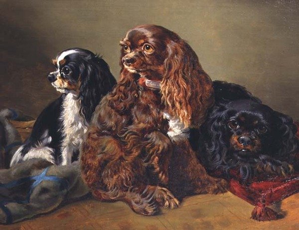 Épagneuls King Charles - Anonymous Anonymous