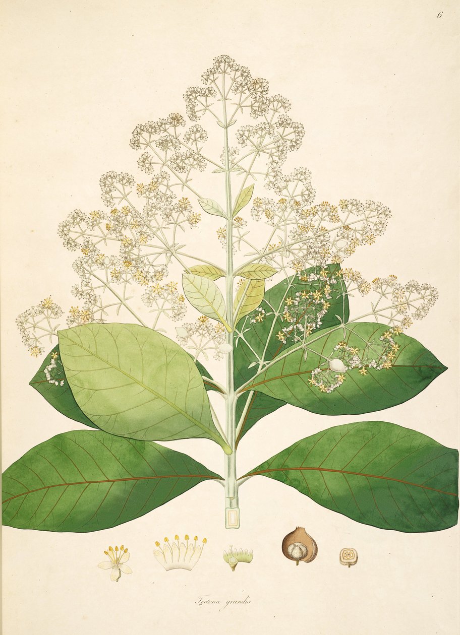 Illustration de Tectona grandis, Lamiaceae - anonymus