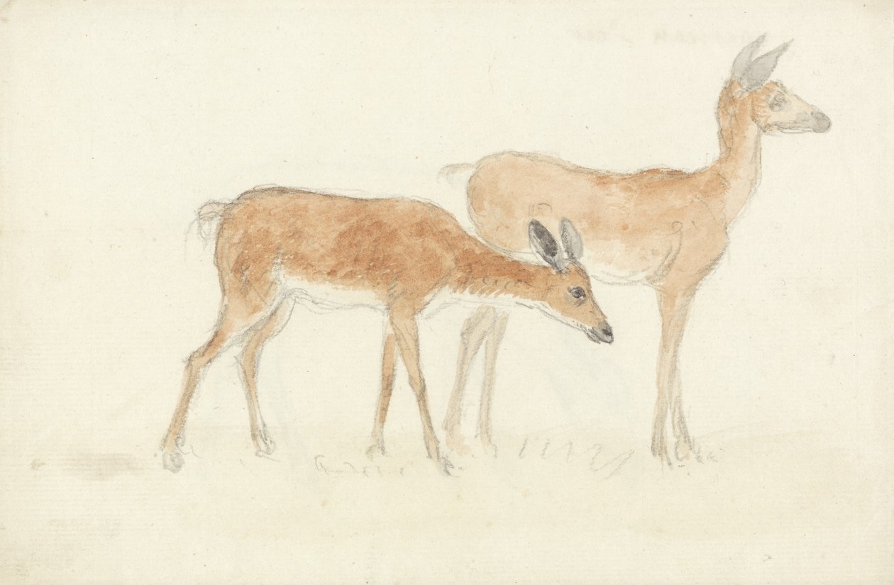 Cerf américain - Anthony Devis