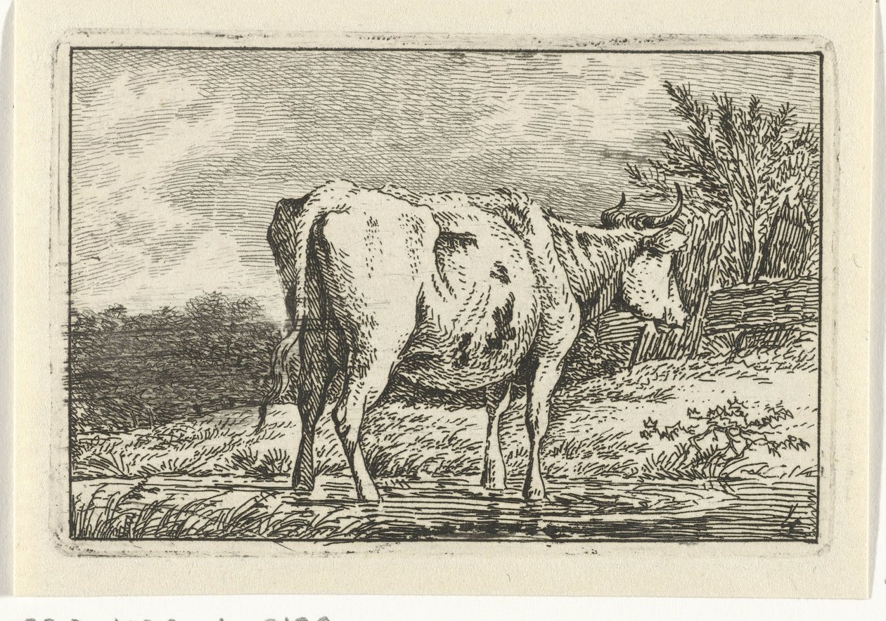 Vache debout dans une flaque Vaches (titre de la série) - Anthony Oberman