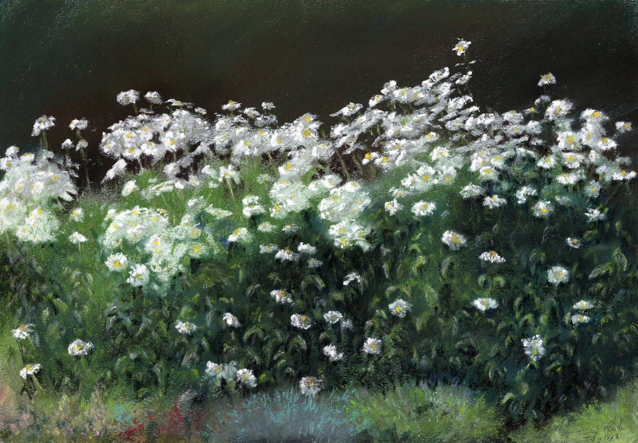 Marguerites Shasta - Anthony Rule