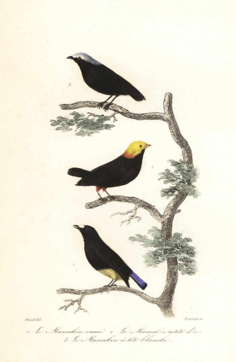 Espèces de manakin - Antoine (after) Chazal