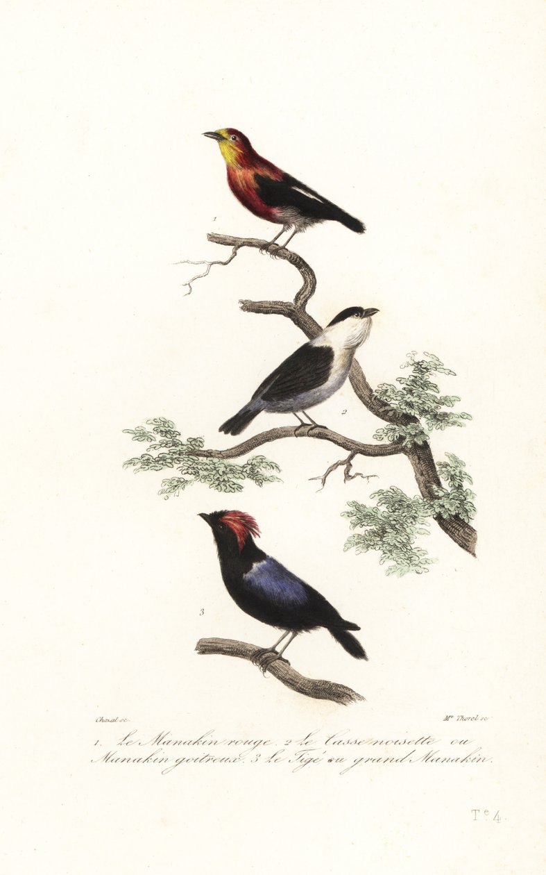 Espèces de manakin - Antoine (after) Chazal