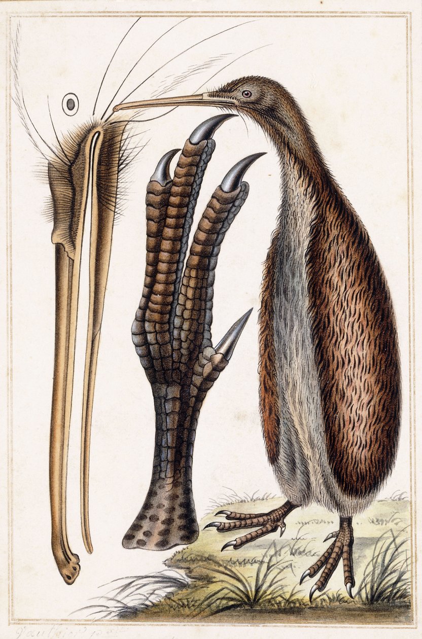 Kiwi - Antoine Charles Vauthier