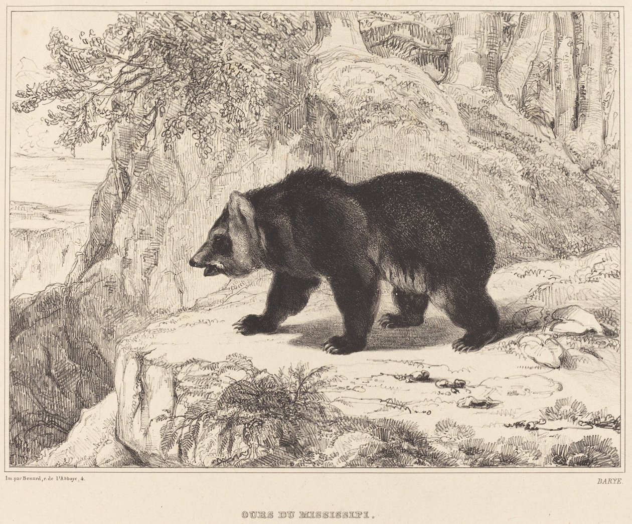 Ours du Mississippi, 1836 - Antoine Louis Barye