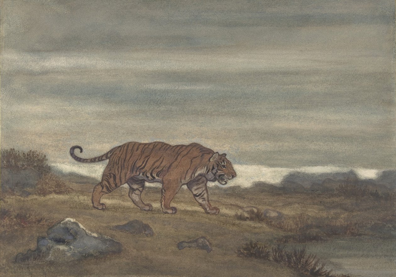 Tigre approchant une piscine - Antoine Louis Barye