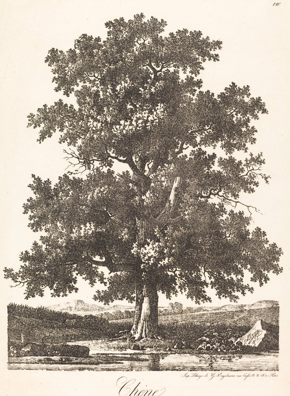 Chêne - Antoine Pierre Mongin