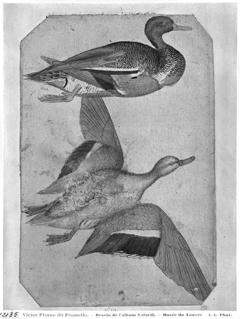 Canards, de l