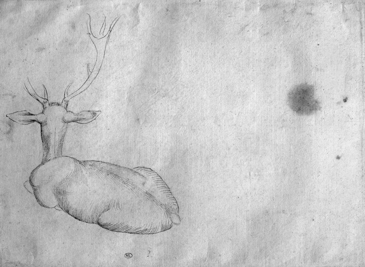 Cerf au repos, vu de dos, de l