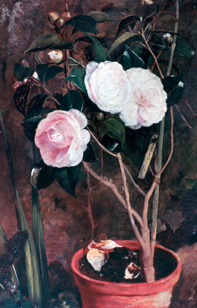 Camelias, 19ème siècle - Antonio Maria Fabres y Costa