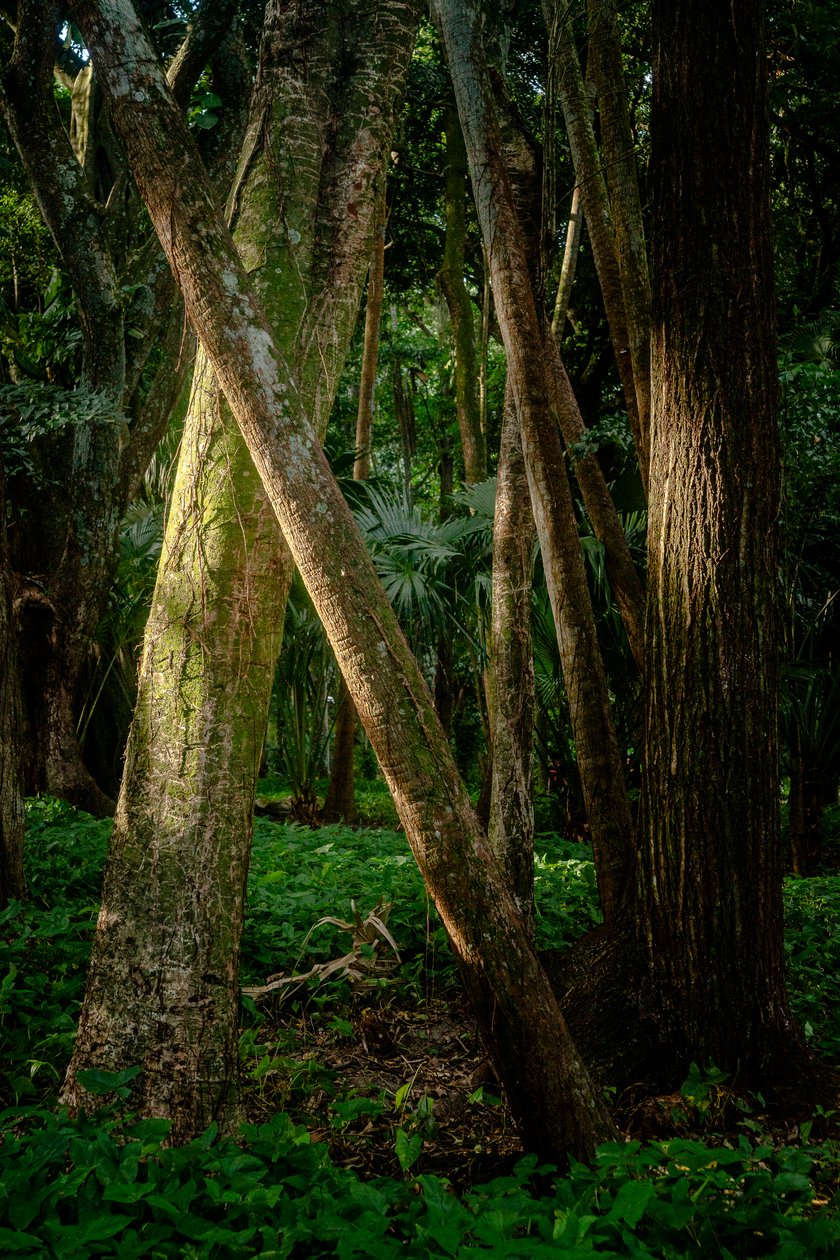 Afernoon, forêt de Tijuca, Brésil, 2022 (photo) - Antonio Schubert