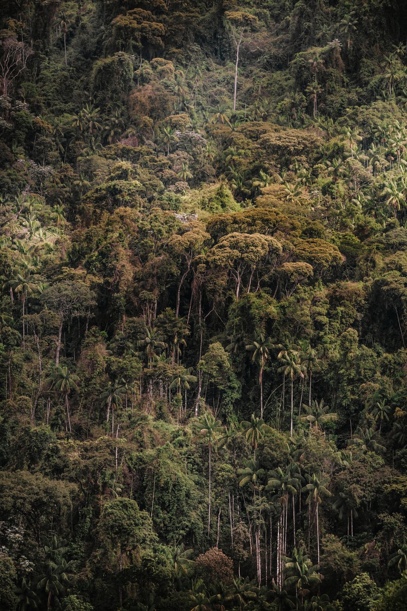 Mantiqueira XXXV, 2015 - Antonio Schubert
