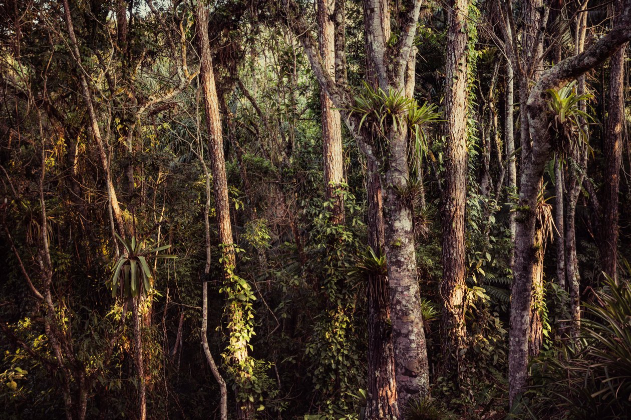 Forêt tropicale IV, 2021 - Antonio Schubert