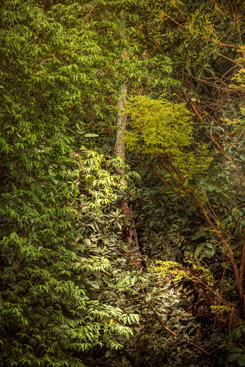 Forêt tropicale VIII, 2020 - Antonio Schubert