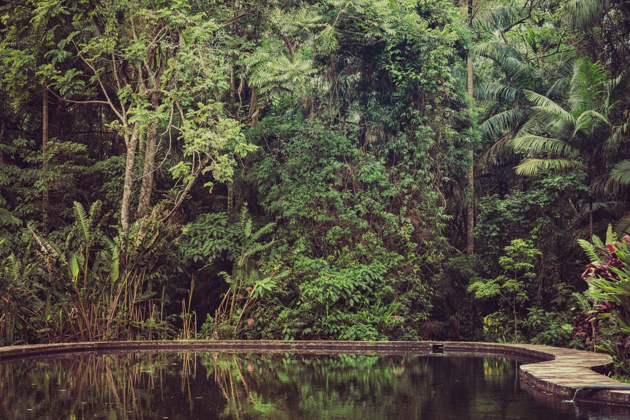 Forêt tropicale VI, 2021 - Antonio Schubert