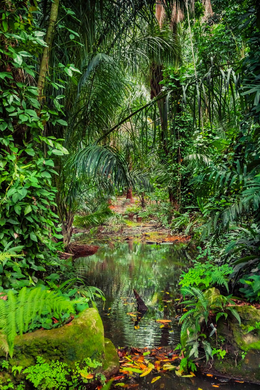 Forêt humide, 2023 (photo) - Antonio Schubert