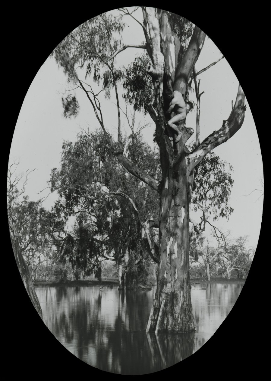 Prendre un nid de canards de bois - Archibald James Campbell