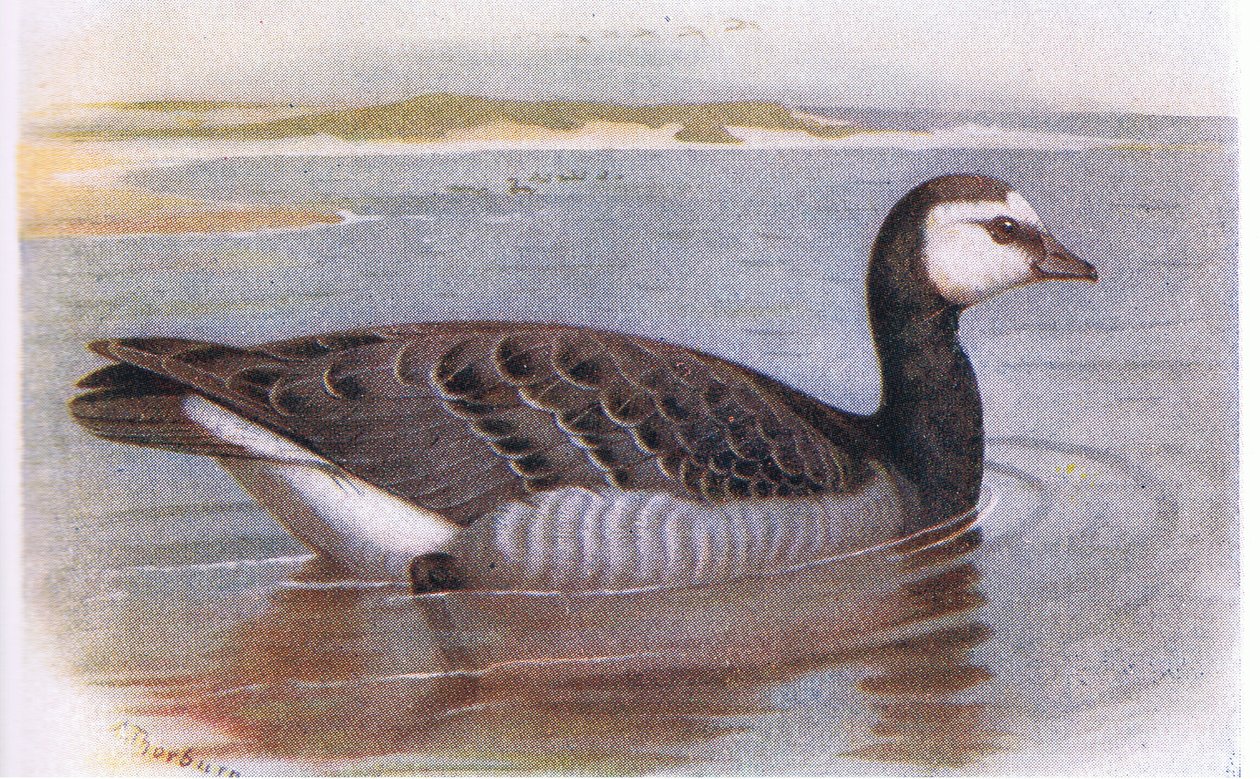 Bernache nonnette - Archibald Thorburn
