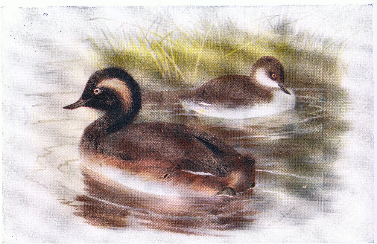 Grèbe à cou noir - Archibald Thorburn
