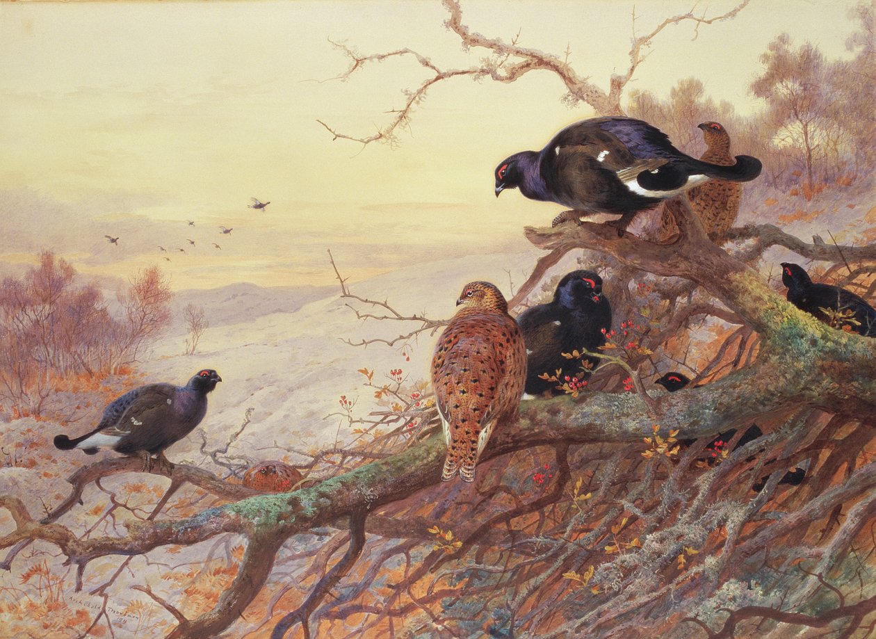 Grand tétras en hiver - Archibald Thorburn