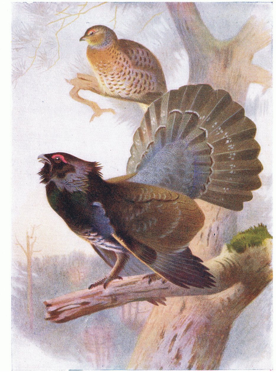 Grand Tétras - Archibald Thorburn