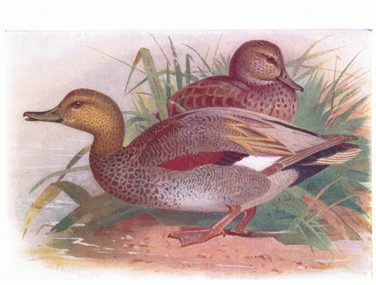 Canard chipeau - Archibald Thorburn