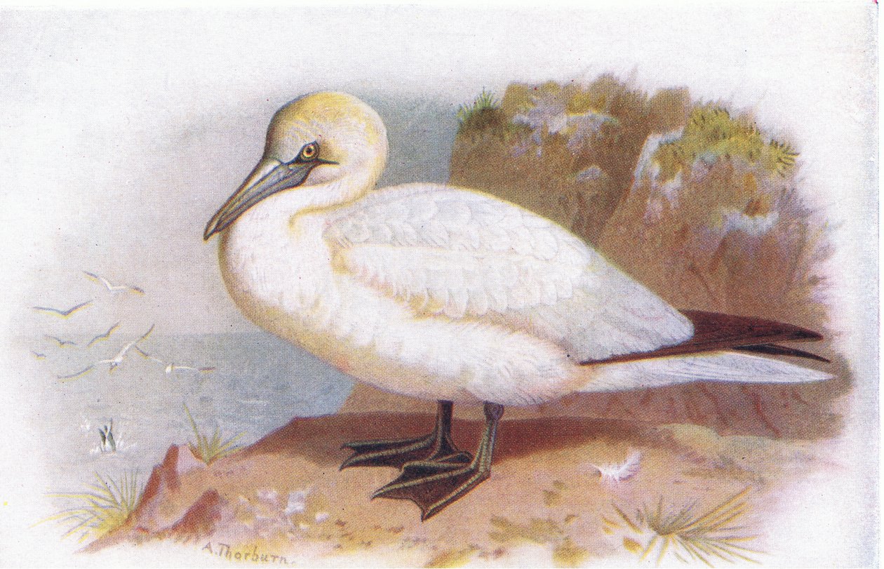 Fou de Bassan - Archibald Thorburn