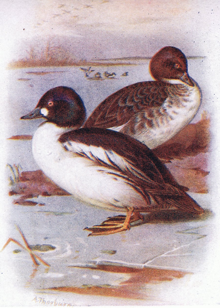 Garrot à œil d