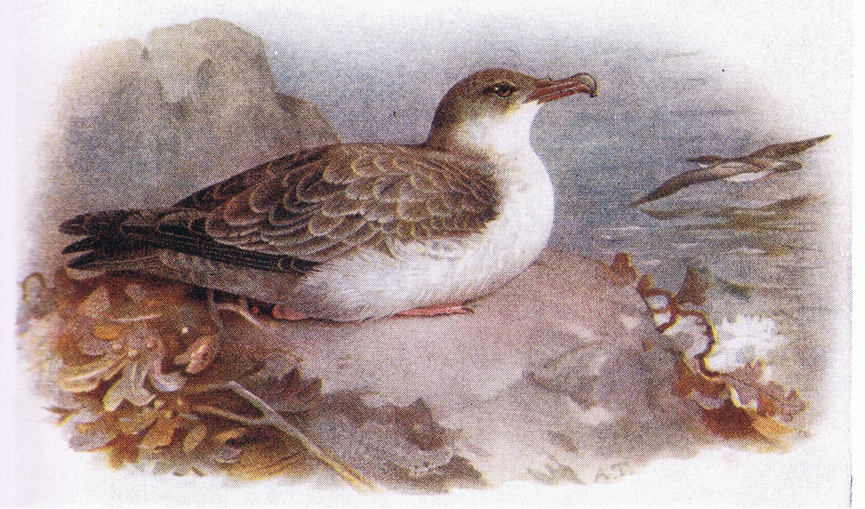 Grand puffin - Archibald Thorburn