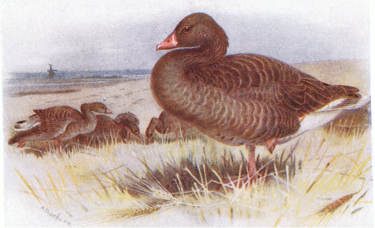 Oie cendrée - Archibald Thorburn