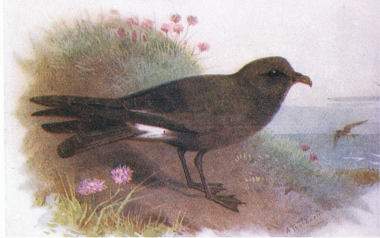 Pétrel de Leach - Archibald Thorburn