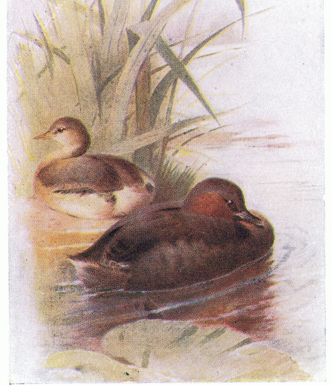 Grèbe castagneux - Archibald Thorburn