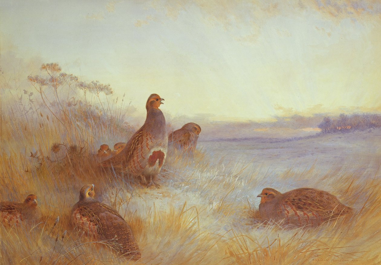 Perdrix au petit matin, 1910 - Archibald Thorburn