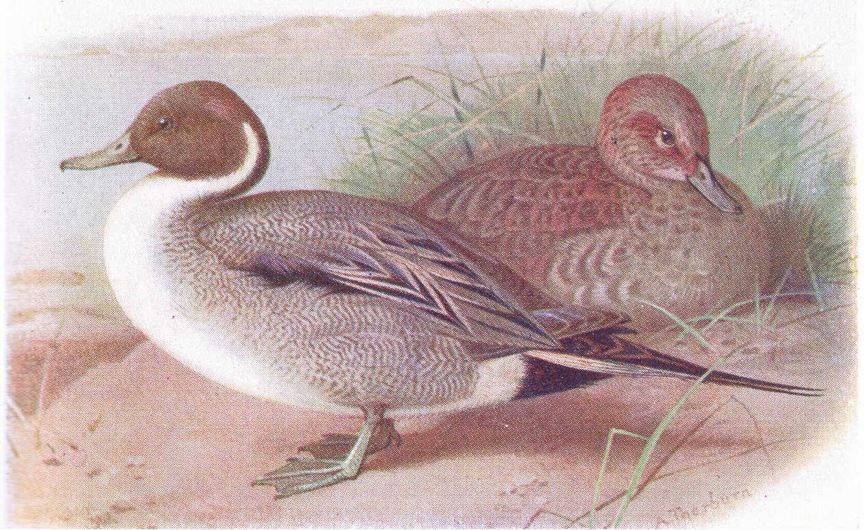 Canard pilet - Archibald Thorburn