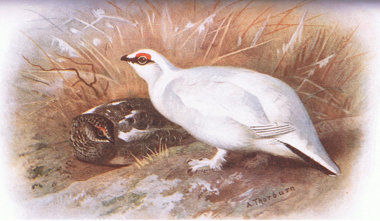 Lagopède, de Oiseaux britanniques publié par Longmans, 1932 - Archibald Thorburn