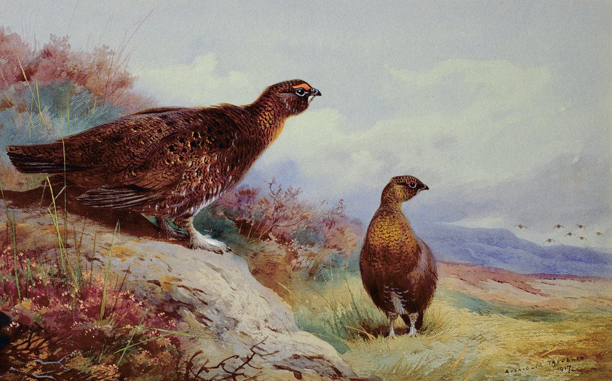 Grouse Rouge sur la Lande, 1917 - Archibald Thorburn