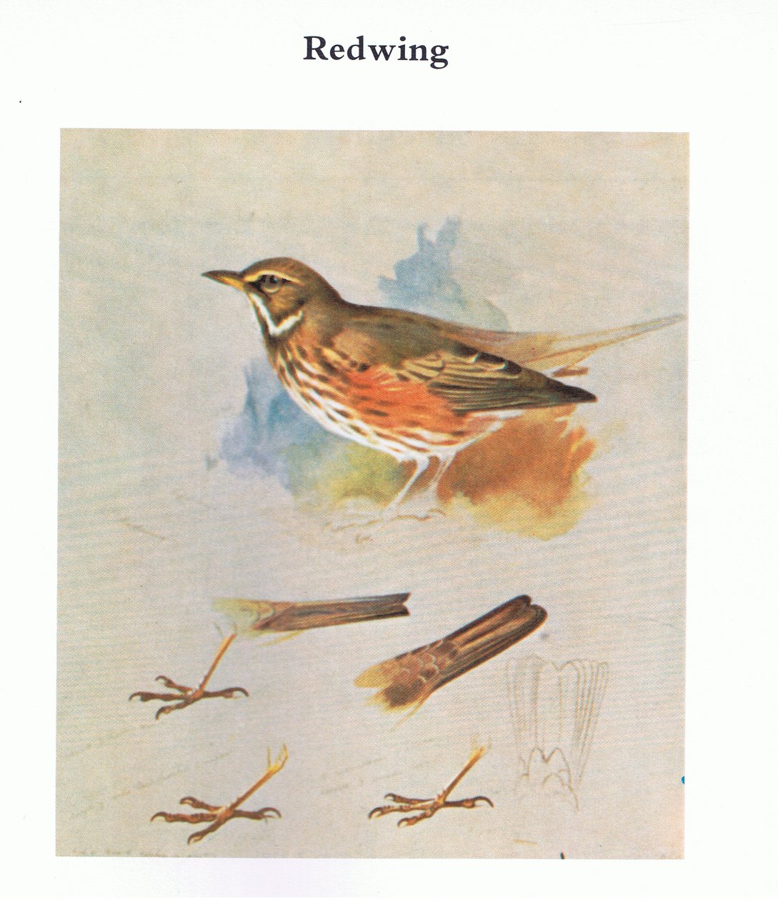 Grive mauvis, publié par Book Club Associates, 1972 - Archibald Thorburn