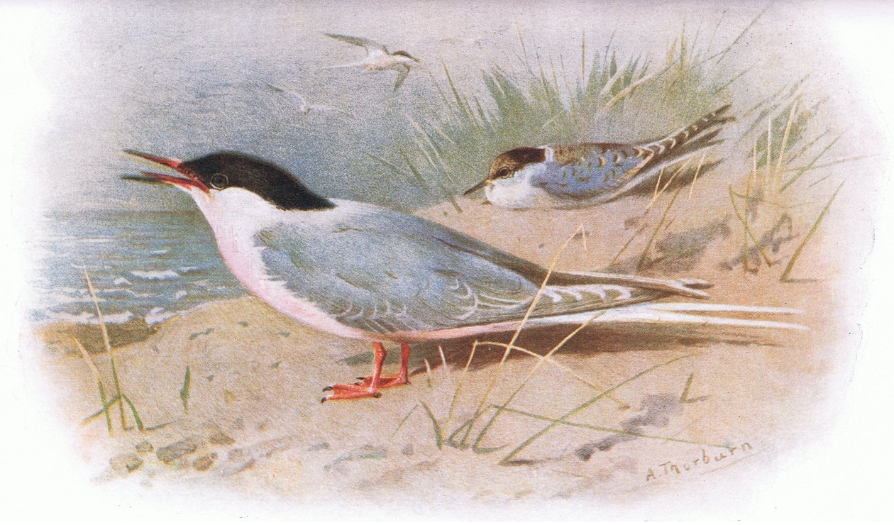 Sterne rose, de Oiseaux britanniques publié par Longmans, 1932 - Archibald Thorburn