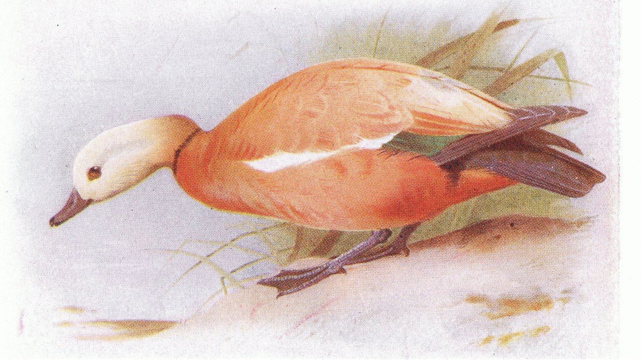 Tadorne casarca - Archibald Thorburn