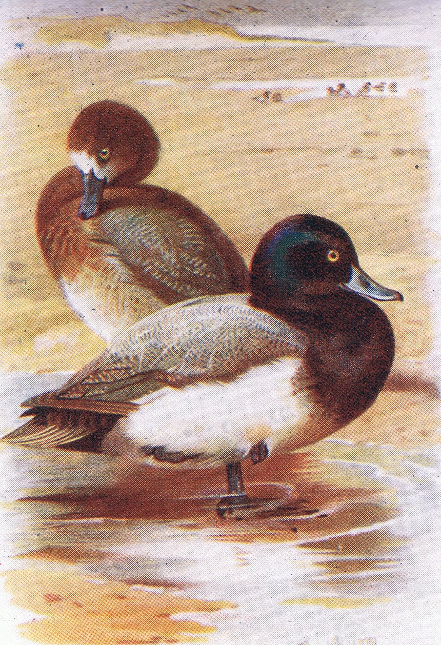 Fuligule milouinan - Archibald Thorburn