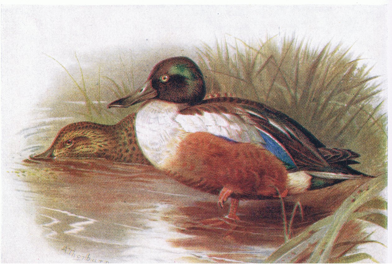 Shoveller - Archibald Thorburn