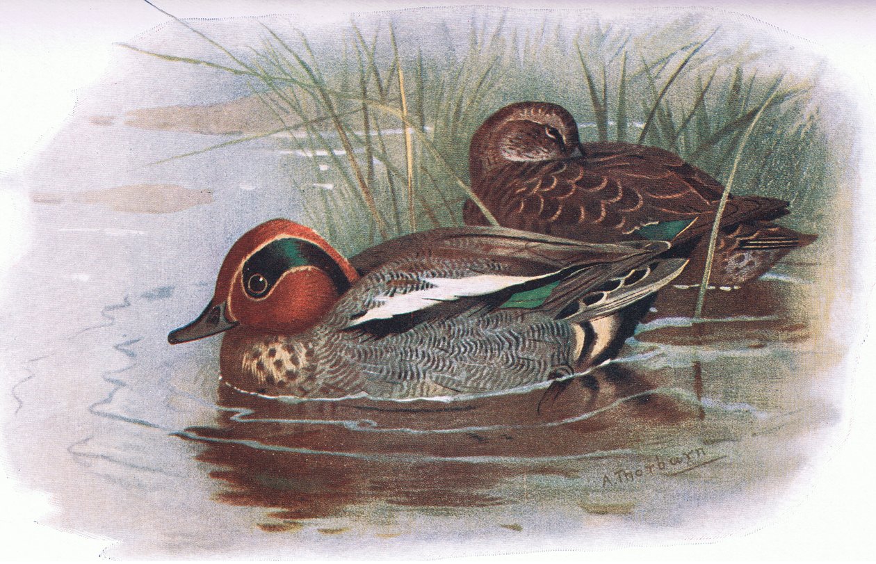 Sarcelle, de Oiseaux britanniques publié par Longmans, 1932 - Archibald Thorburn