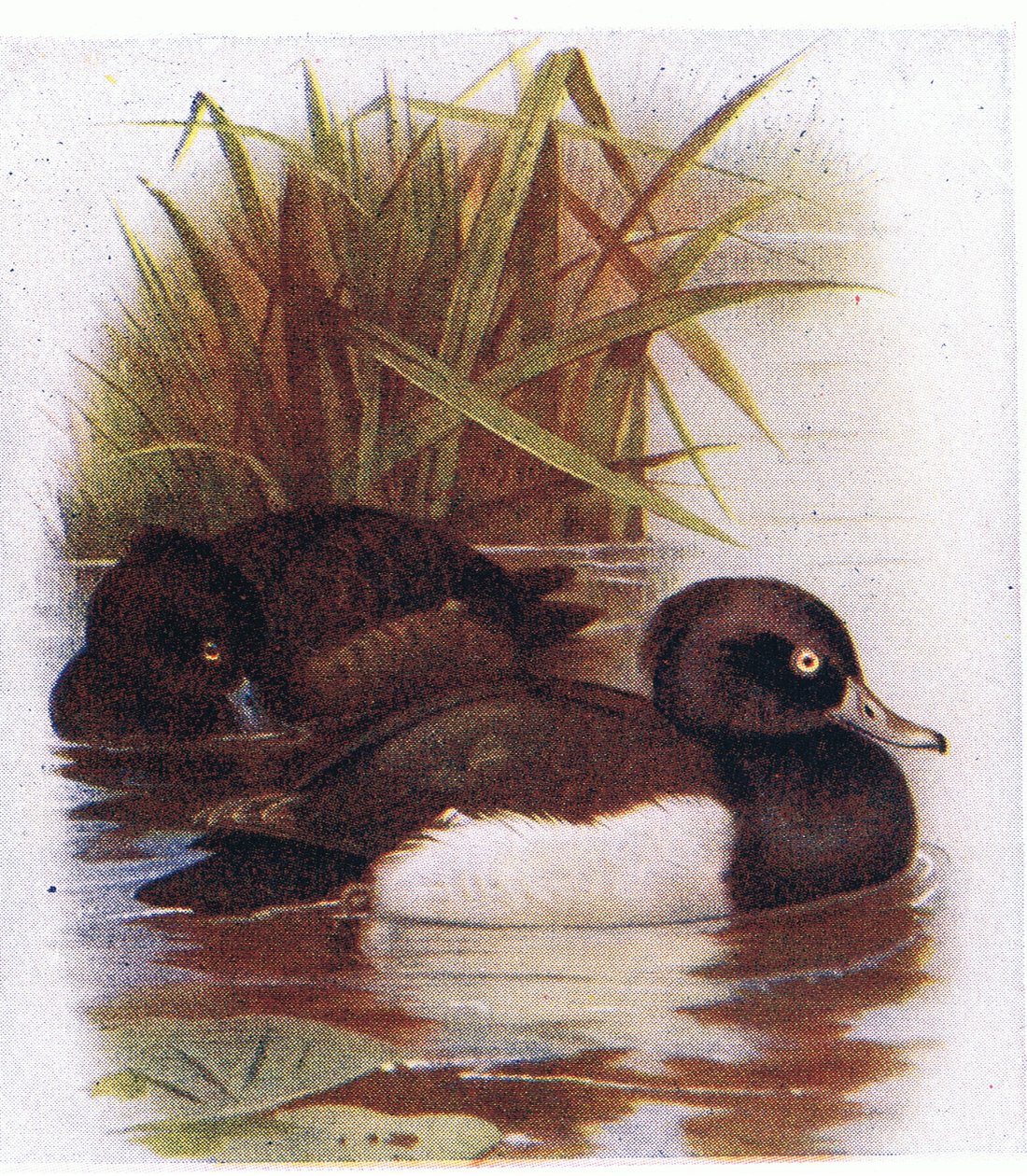 Fuligule morillon - Archibald Thorburn