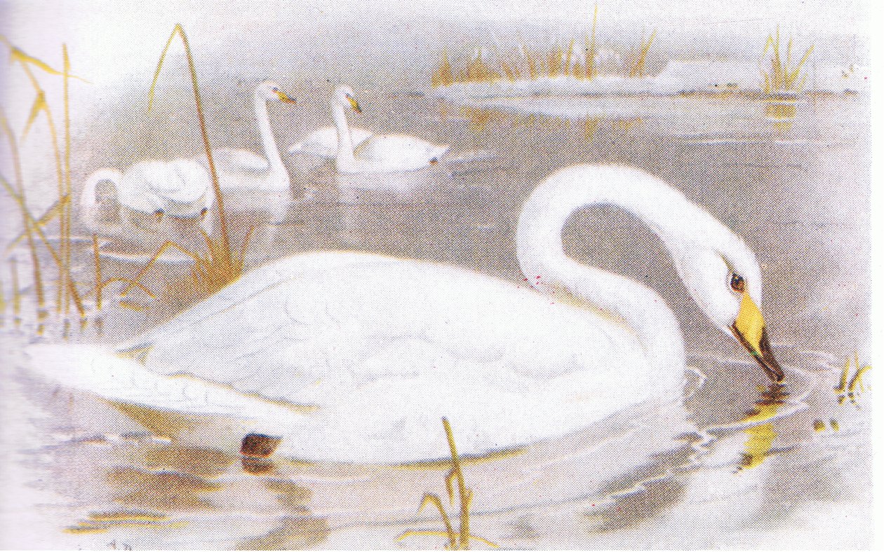 Cygne chanteur - Archibald Thorburn