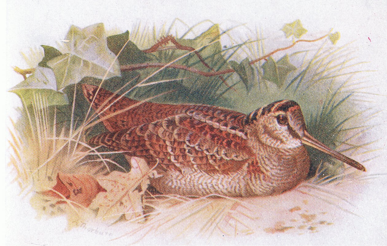 Bécasse, tiré de Birds of the British Isles and Their Eggs publié par Frederick Warne & Co Ltd, 1958 - Archibald Thorburn