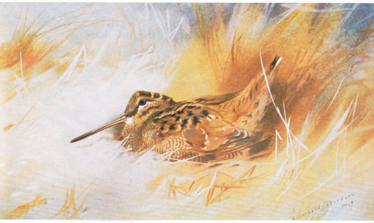 Bécasse, publié par Book Club Associates, 1972 - Archibald Thorburn